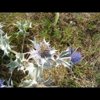 Chardon bleu (Finistere, Guisseny, 2008-07) (4)